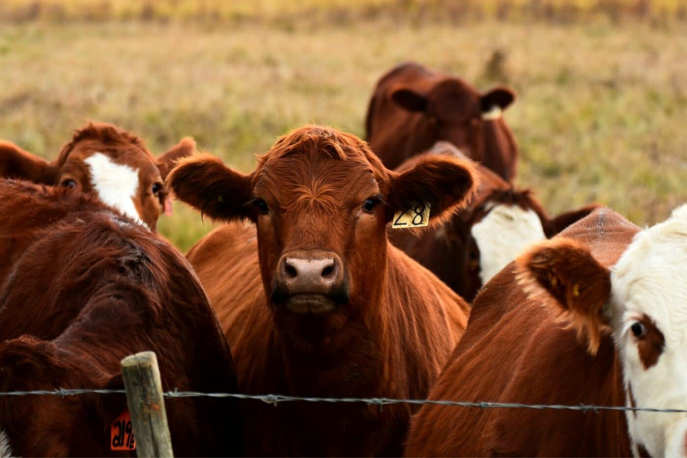 loafing sheds- sheds for cattle