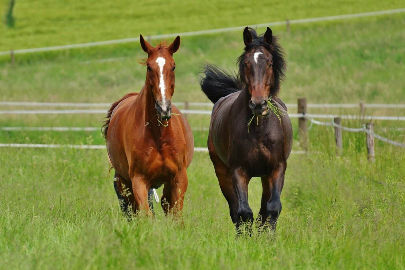 loafing sheds for horses