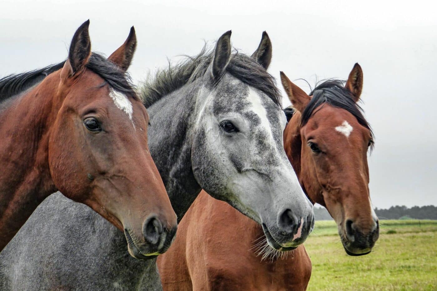 loafing sheds for horses