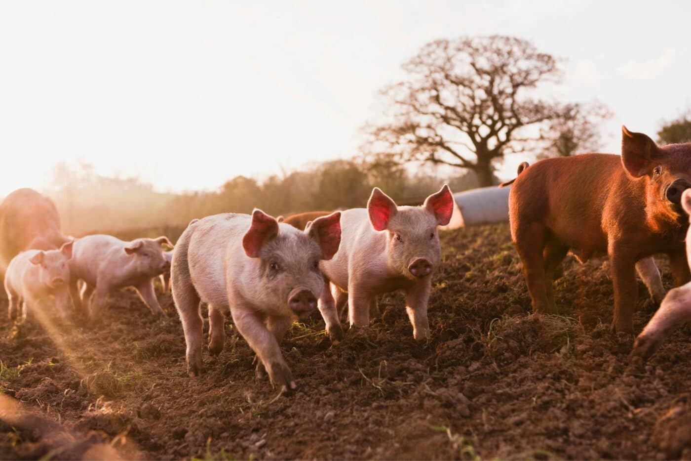 loafing sheds for pigs-