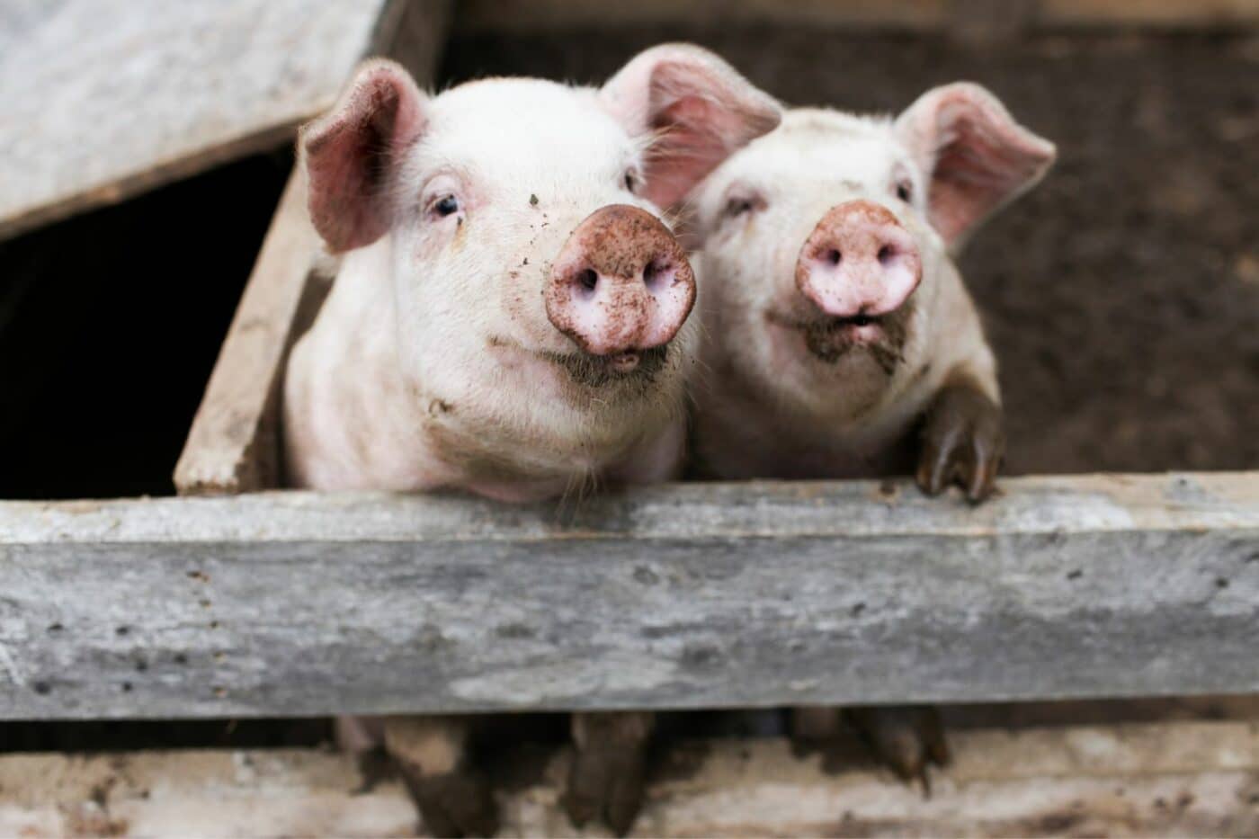loafing sheds for pigs