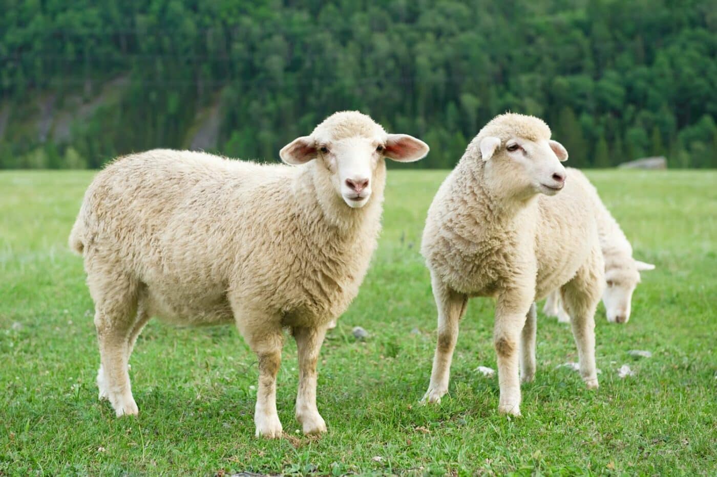 loafing sheds for sheep